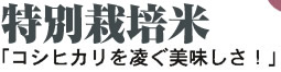I͔|ā@RVqJ𗽂